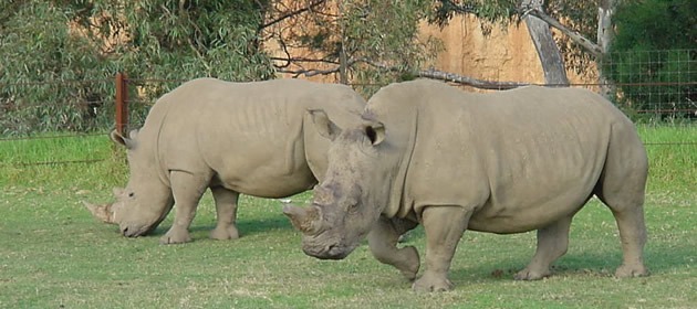werribee zoo werribee zoo