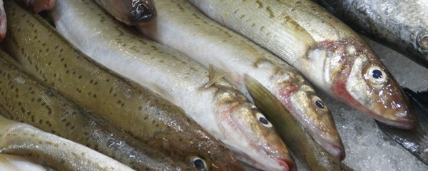 King George Whiting King George Whiting