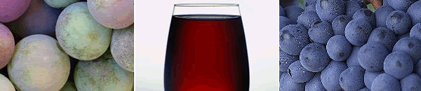 wine wine