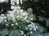 DSC07854.jpg