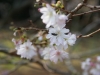 DSC07857.jpg