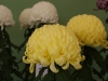 DSC07897.jpg