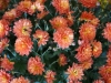 DSC07899.jpg