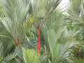 kl-DSC06086