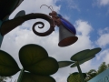 bugs-DSC05400