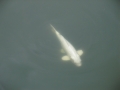 jap-DSC04016