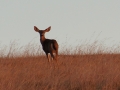 deer2