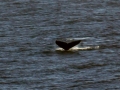 whale