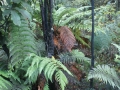 nz-DSC08647
