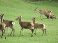nz-DSC08661