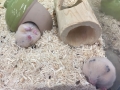 hamsters