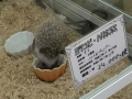 hedghog