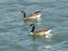 duck.jpg