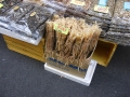 jap-DSC03377
