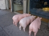 piggies.jpg