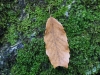 DSC09537.jpg