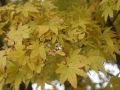 nz-DSC08700
