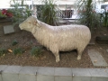 nz-P4210006