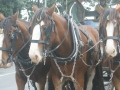 nz-DSC08360