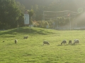 nz-DSC08509