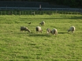 nz-DSC08512