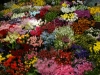 DSC09195.jpg
