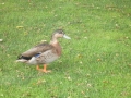 nz-P4280121