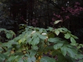 DSC05162
