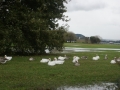 nz-DSC08619