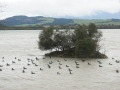 nz-DSC08625