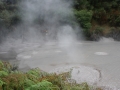 nz-DSC08631
