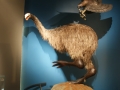 nz-DSC08842