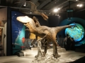 nz-DSC08844