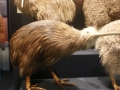 nz-DSC08847