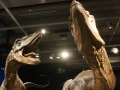 nz-DSC08849