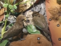 nz-DSC08851