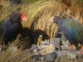 nz-DSC08854