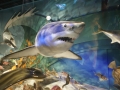nz-DSC08859