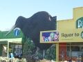 nz-DSC08796