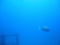 hw-hawaii 045