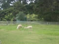 nz-DSC08581