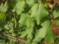nz-DSC08596