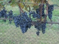 nz-DSC08601
