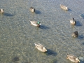 nz-DSC08878
