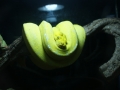 kl-DSC06487